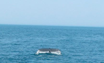 a história da baleia solitária