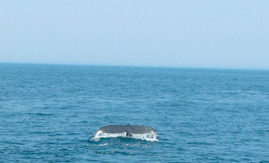 a história da baleia solitária